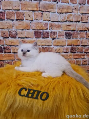 letzter ragdoll kater wartet auf seine neuen Besitzer 