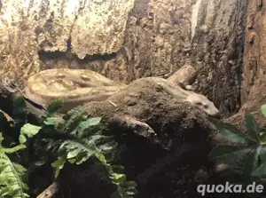 1.0 Boa Imperator T+ Albino Nicaragua