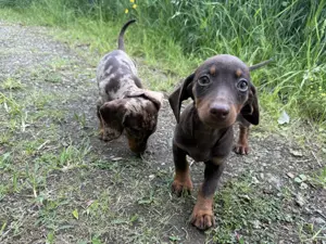 Zwergdackel black tan Schoko tan schokomerle