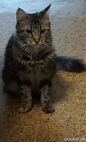 Main-coon  katze  sucht ein neues Zuhause.  