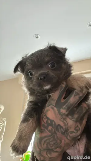 Chihuahua Mischis