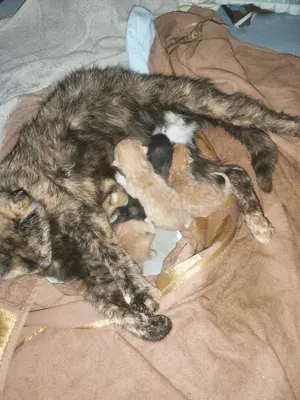 Katzenbabys suchen Futternapf