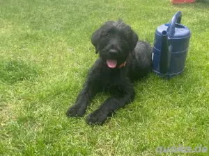 Welpen    Riesenschnauzer mit Goldendoodle 