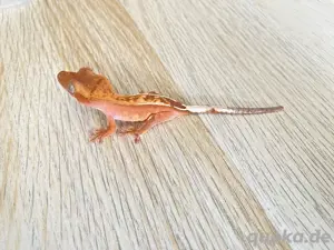 Correlophus ciliatus, Kronengeckos, Harlequin Tri Color, Red, Tiger...