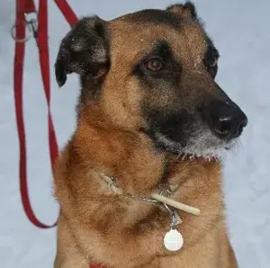  Biete Hundebetreuung auf Minijob-Basis 