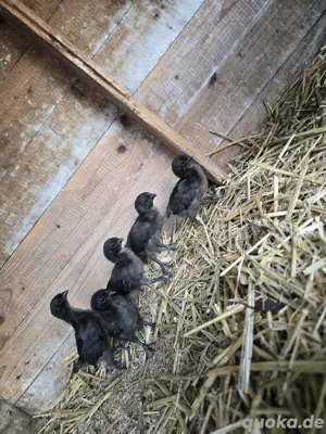 Ayam Cemani Küken zu verkaufen!