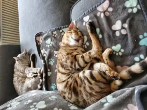 Zwei Bengalbrüder