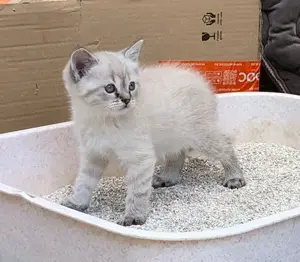 Rassekatzen Mix m. Blauen Augen