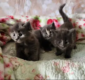 =^..^=Wunderschöne Maine Coon kitten mit Stammbaum aus seriöser Zucht =^..^=