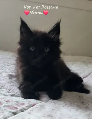 =^..^=Wunderschöne Maine Coon kitten mit Stammbaum aus seriöser Zucht =^..^=