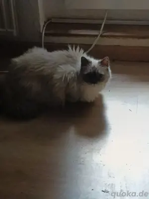 Katze zu vermitteln!