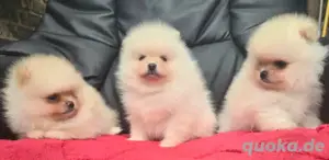 Zwergspitz-Pomeranians welpen verfügbar