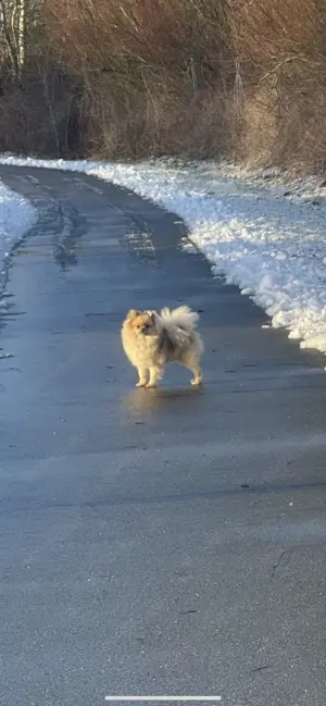 Pomeranian Hündin mit Ahnentafel 