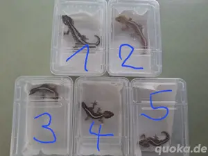 Verschiedene Paroedura picta Madagaskar Großkopfgecko
