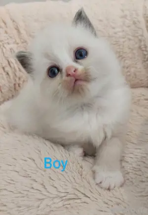 Zauberhafte Ragdoll Kitten