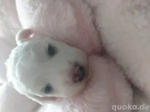 Bichon frisé reinrassiger Welpe 