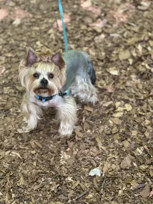 Yorkshire Terrier Dekrüde