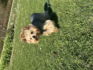 Yorkshire Terrier Dekrüde Bild 8