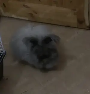 Angorakaninchen Männchen 