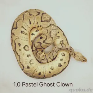 Pastel Clown Ghost Königspython 