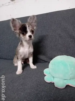 Sehr süßer Chihuahua Rüde Welpe langhaar 