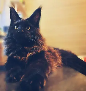 2 Jahre alten Maine Coon Kater in liebevolle Hände abzugeben 