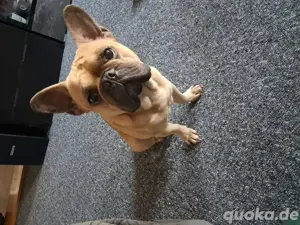 Rüde sucht neues Zuhause 