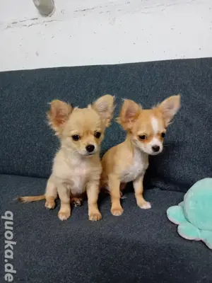 Super süße Chihuahua Mädchen Welpen langhaar