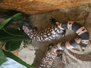 Gila Monster Zuchtpaar 1.1 
