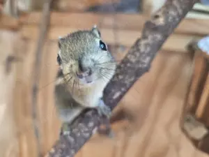Chinesische Baumstreifenhörnchen (Tamiops Swinhoe)