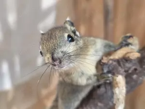 Chinesische Baumstreifenhörnchen (Tamiops Swinhoe)