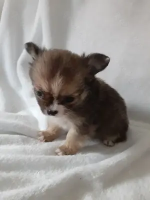Langhaar Chihuahua - Welpen 