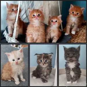 Maine Coon Kitten reinrassig o.P Hundeerfahren 