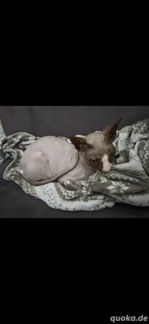 Sphynx Katze Abzugeben