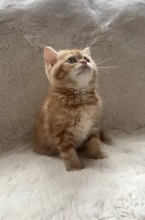 BKH Kitten Mädchen in seltener Farbe Gold mit Bernsteinaugen