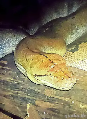 Netzpython (Nz'21 1,0  ca 4,30 m)