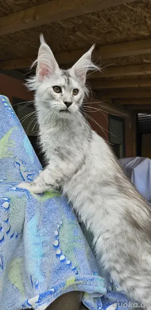 Sehr hübsche Maine Coon kitten 