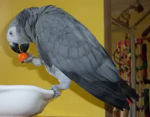 Graupapagei sucht ein neues Zuhause.