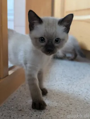 Siam Kitten
