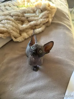 Don Sphynx Kitten männlich