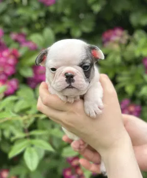 Französiche Bulldoggen Welpen 