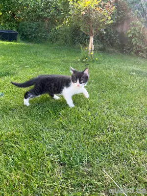 4 kleine Katzen abzugeben 