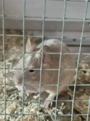2 männliche Degus