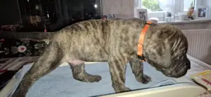 Cane corso mix welpen 