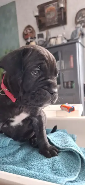 Cane corso mix welpen 
