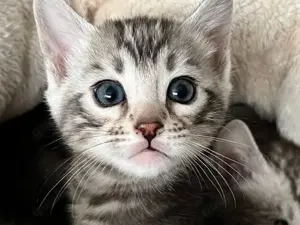 Bengal kitten Silber Kater 13 Wochen Abgabebereit 
