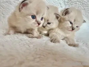 Neva Masquarade Kitten