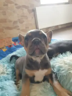 Letzter Retrobully Welpe