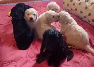 Golden Doodle Welpen