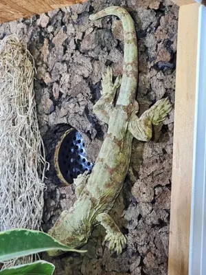 Mniarogekko chahoua